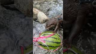 Cute Reaction of Otters That Found a Watermelon😍😍 #shorts #aty #otter #WaterSausage