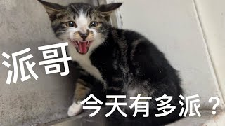 虎斑派哥開放認養中