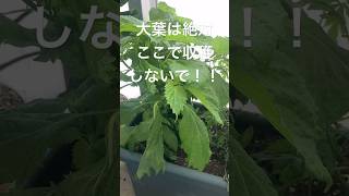 大葉は絶対ここで収穫しないで！！収穫量を増やす方法  #家庭菜園 #kitchengarden #homegarden