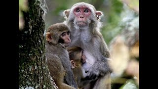 So Cute BaBy monkeys, Many monkeys live in forests [FullHD 1080p]