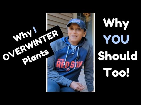 Overwinter Winterize Save Plants | Garden Vlog | Save Money!