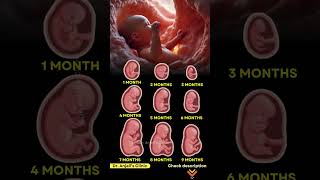 Baby’s Growth Inside the Belly – Week by Week