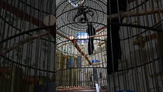 burung tuwu gacor, masteran tuwu,Tuwu