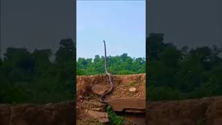 World’s biggest king cobra #biggest #kingcobra