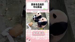 原来冬瓜真的可以降温啊！