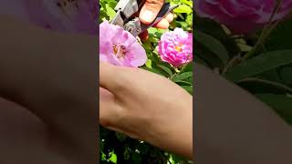 Enjoy Picking Damask Rose in Garden #shorts #youtubeshorts