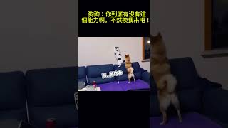 搞笑動物系列第259集 狗狗：你到底有沒有這個能力啊，不然換我來吧！ #搞笑 #喵哥是萌新 #科普 #搞笑 #喵哥是萌新 #科普 #animals #貓咪 #https #貓咪 #funny #萌寵