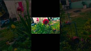 #youtubeshorts #ihavethisthingwithplants #flowers #createvideos