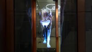 Tiger and wolf #tiger #wolf #3D #ledfan #holographic #fyp #advertising