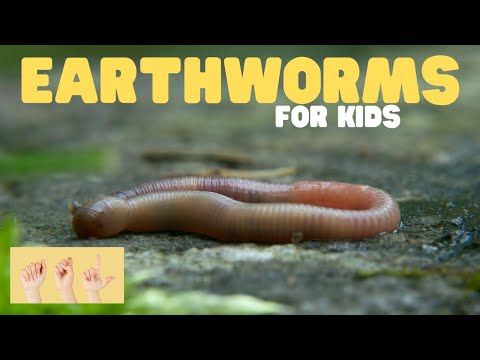 ASL Earthworms for Kids
