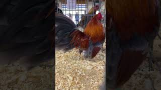 Old English Game Bantams #cluckerbooks #chicken #bantam #gamechickenbreeds #gallos #chickenman