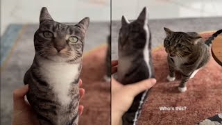 The Internet Can’t Handle These Cats! 😂