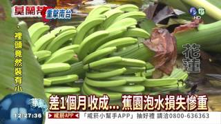 莫蘭蒂強風豪雨 全台農損近1億