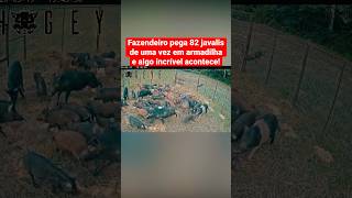 Farmer Catches 82 Wild Boars at Once in a Trap