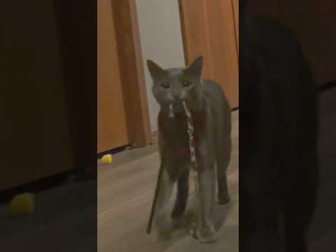 遊んでほしくておもちゃを持ってくる猫