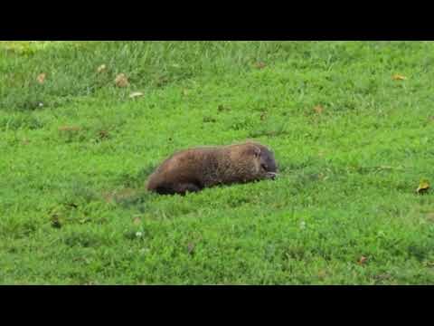 40 Seconds GroundHog Woodchuck Fat Boy Grazing