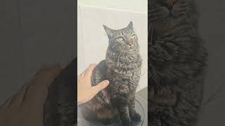 Look this cute cat #fyp #cat #cutecat #viral #viralvideos #zxycba