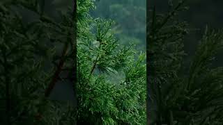 rain on leaves #asmr #heavyrainandthundersoundsforsleeping