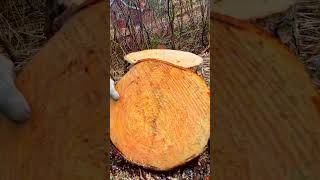 🌲🪵+🪚=🍪Creating wood cookies straight from the Norway Spruce log🌲🪵+🪚=🍪 #woodworking #chainsaw #shorts