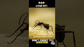 Chite ka demak😱 #amazingfacts #ant #antworld #antlove #story #antattack #crazyxyz #trending #bigant