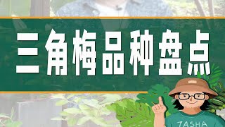 三角梅品种那么多怎么选？今日来盘点~