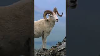 Which ram you hunting for 1,2,3