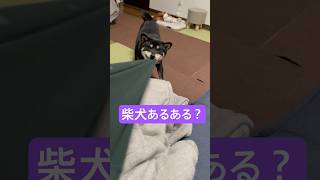 黒柴まめ🐶あるあるシリーズ#4〜防衛本能が強いんです💪〜#ごはん #ご飯 #犬のごはん #あるある #シリーズ #犬 #いぬ