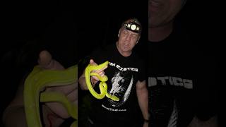 WILD GREEN TREE PYTHONS!!! #snake #greentreepython #biakpapua #shorts