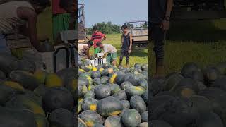 Watermelon export to Guwahati