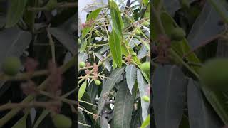 Pov its mango season #mango #8ballpoolguideline #fruit #fruitcutting #satisfying #farming #cuelin