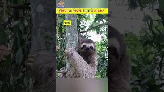 दुनिया का सबसे आलसी जानवर 😲😂 world's  laziest animal #shorts #fact #viral #sloth #facts @FactsMine