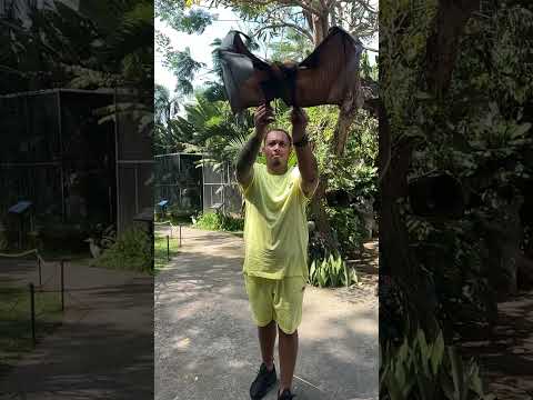 Giant bat aka the flying fox 🦊 🦇 #animals #bat #flying #flyingpuppy #fox #wildlife  #fruit #cute