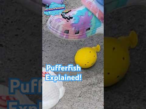 Why does the "pufferfish" 🐡work? #scienceexperiment