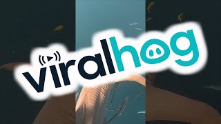 Litter Stuck In Shark's Gills || ViralHog