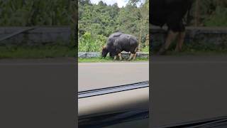 Giant Bison with big mussel😲guess the age? #bison #kodaikanal #Indian gaur