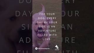 To your dog, every day with you is an adventure 🐶❤️ #Dogs