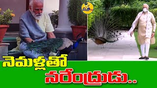 Precious moments: PM Modi feeding Peacocks at residence 7LKM, New Delhi | Disha TV