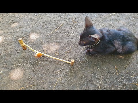 Survival Tips - Unique Quick Trap Setup 100% Effective