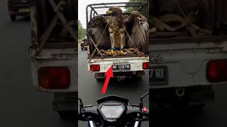 BEFORE AND AFTER ANIMAL TRANSFORMATION 😰☠️
