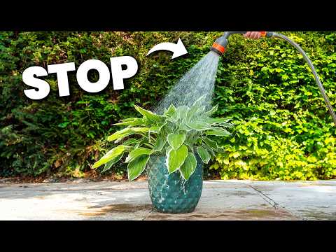 Why Watering Like This Will KILL Your Plants