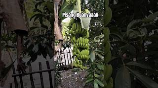 The Benefits of Having a Large Area of Land to Plant Bananas #banana #garomabanana #fruit #cavend...