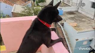 24x7 security dog - Jonny atrocities
