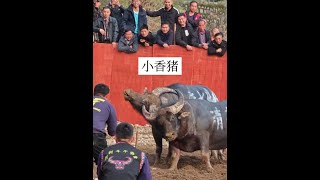 抠嘴与抠眼的对决#小强斗牛直播#斗牛 #贵州斗牛