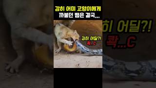 뱀이 까불자 고양이의 놀라운 반응 #고양이 #뱀 #동물 #shorts