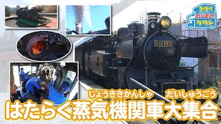 【のりもの図鑑】はたらく蒸気機関車大集合（はたらくのりもの｜じょうききかんしゃ）
