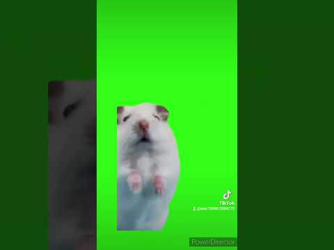 ハムスター素材2
