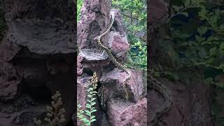 AWW MONKEY  | Where is the evildoer  | MONKEY FUN EVERY DAY