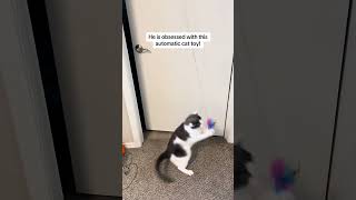 Must-Have Automatic Toy for Indoor Cats! #indoorcat #fok #catproducts