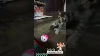 Part 2 End 乐乐疯狂编 #cat #幸福 #小動物 #animal #感恩一切善因緣 #正能量 #猫 #可爱 #猫咪 #猫のいる生活