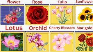 Flowwer Name and Frist and last name vocabolary | pictures and examples